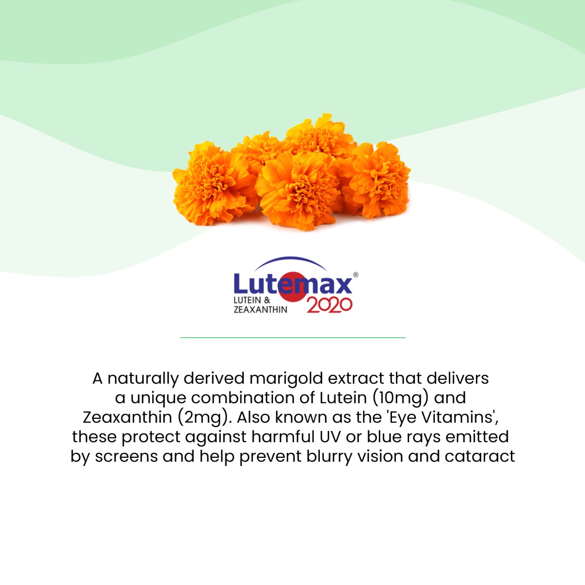 Wellbeing Nutrition Melts Eye Care Zesty Lime & Lemon Flavour, 30 Oral Strips, Pack of 1 Wellbeing Nutrition Melts Eye Care Zesty Lime & Lemon Flavour, 30 Oral Strips, Pack of 1