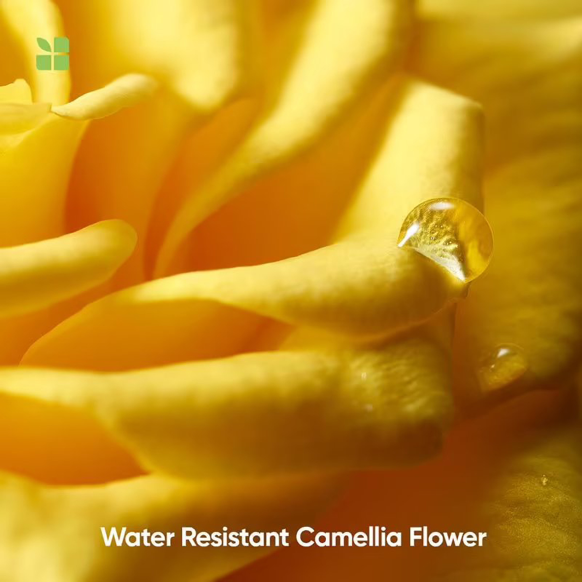 Biolage Smoothproof Camellia Shampoo, 200 ml, Pack of 1 Biolage Smoothproof Camellia Shampoo, 200 ml, Pack of 1