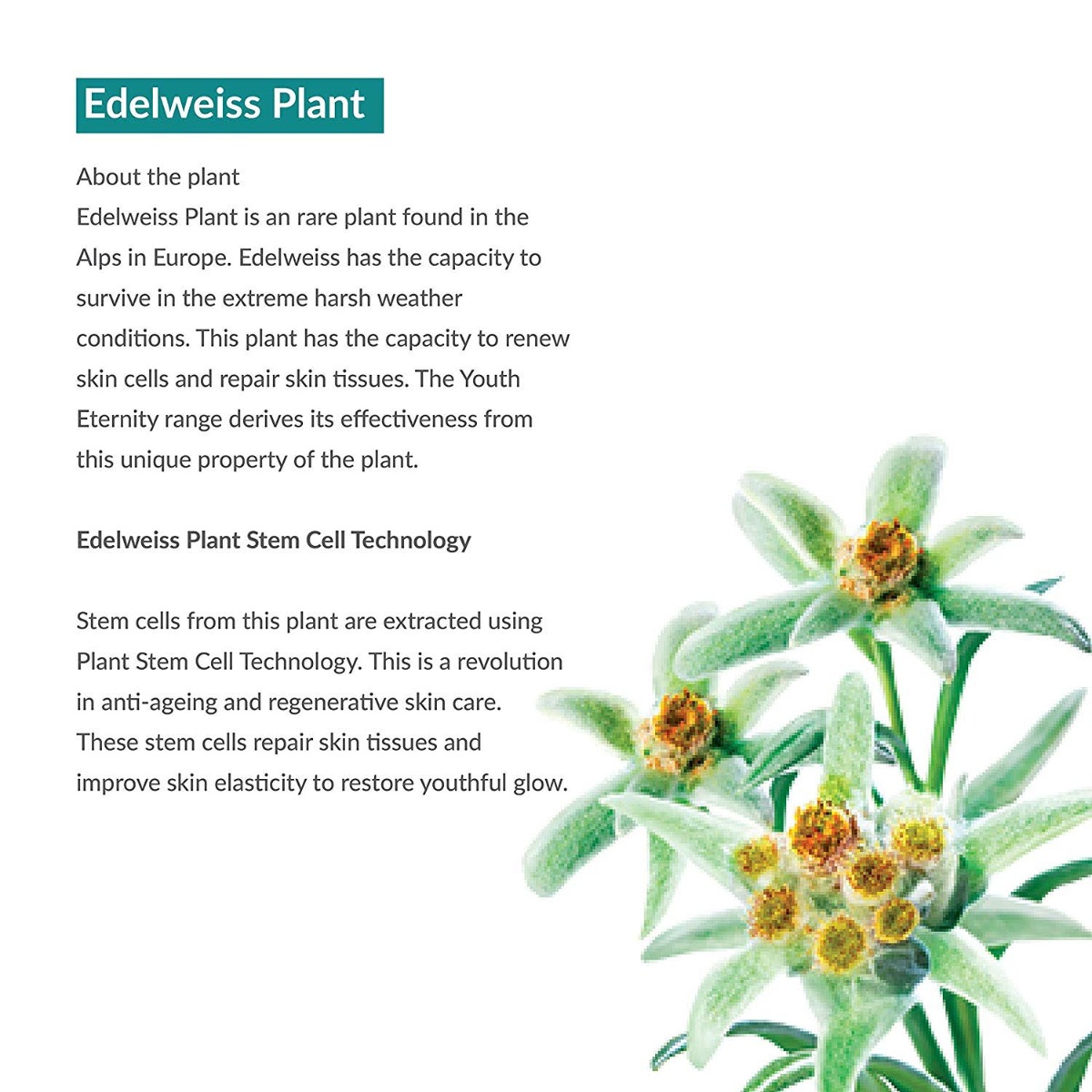 Himalaya Youth Eternity SPF 15 Day Cream, 20 ml, Pack of 1 Himalaya Youth Eternity SPF 15 Day Cream, 20 ml, Pack of 1