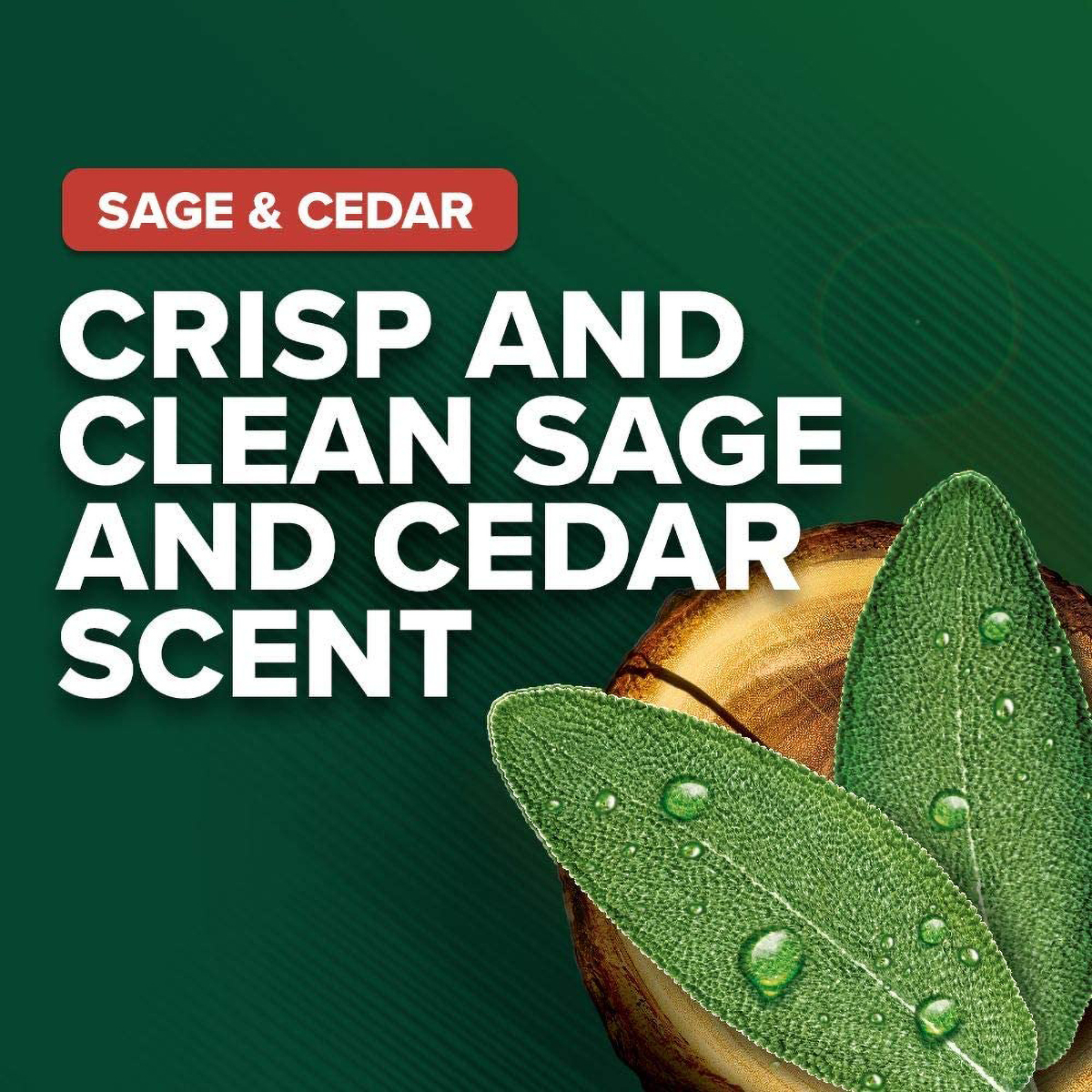 Irish Spring Sage & Cedar Face Body Wash 532 ml | Cleanses & Moistures | 24 Hrs Deodrant Protection, Pack of 1 Irish Spring Sage & Cedar Face Body Wash 532 ml | Cleanses & Moistures | 24 Hrs Deodrant Protection, Pack of 1